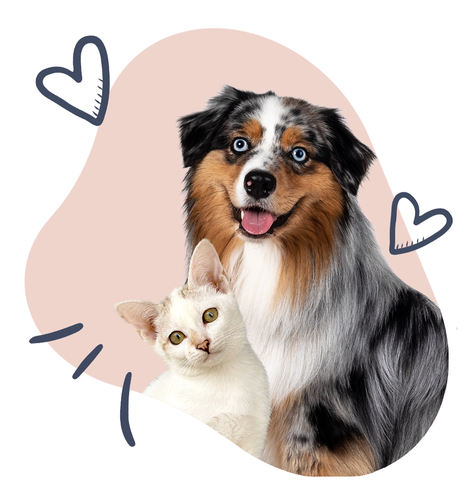 Get Well Soon pet insurance - illness and injury cover