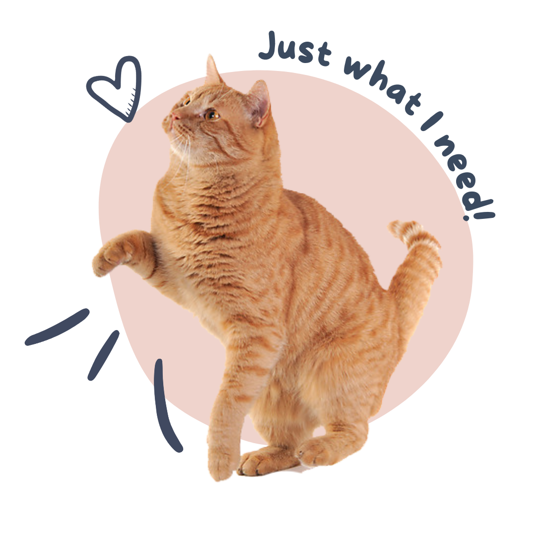 Ginger cat with the words Just what I need!