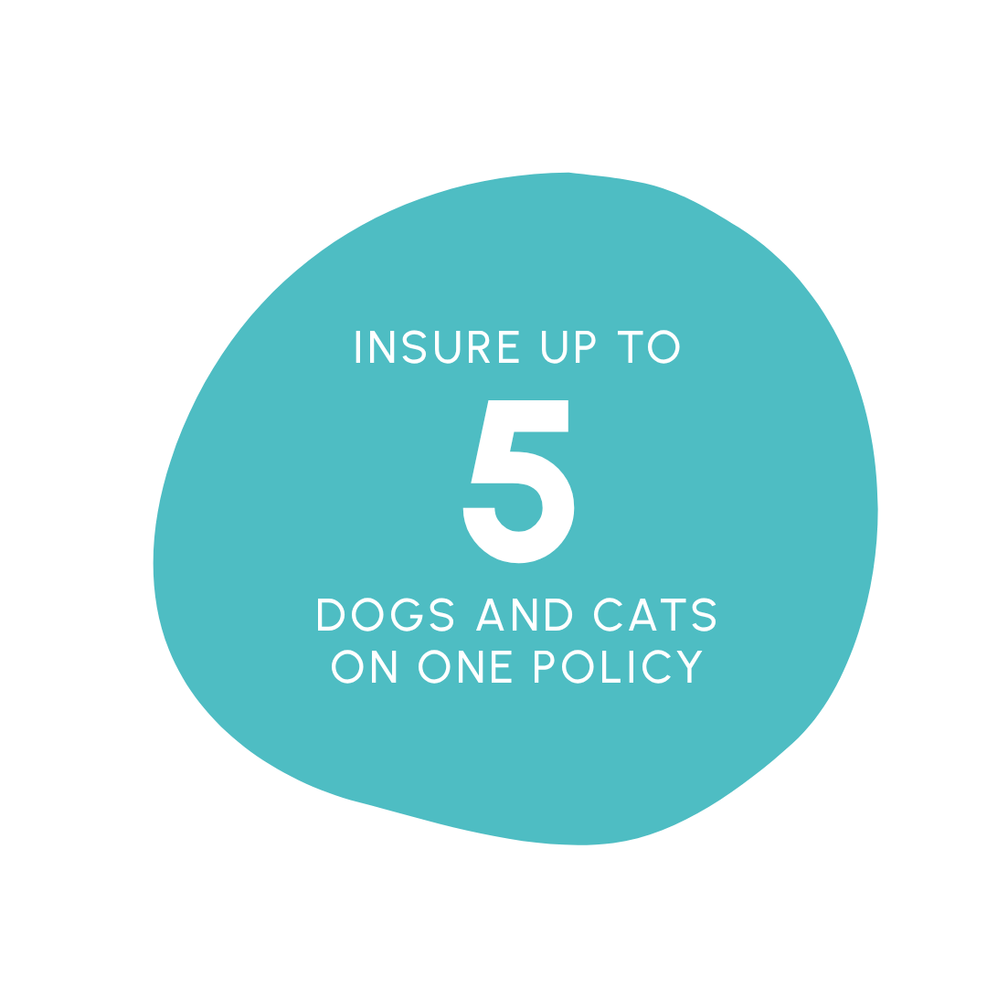 Insure up to 5 dogs and cats on one policy