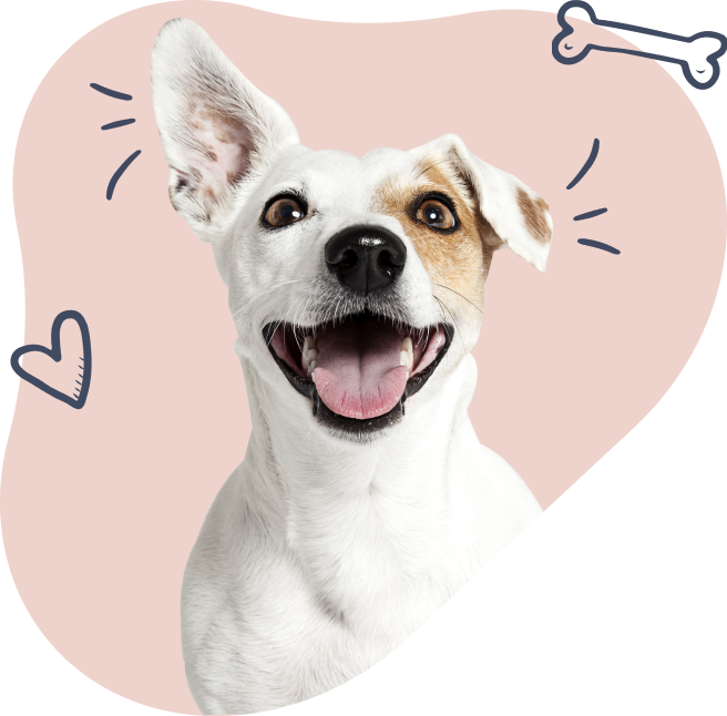 Smiling Jack Russell terrier